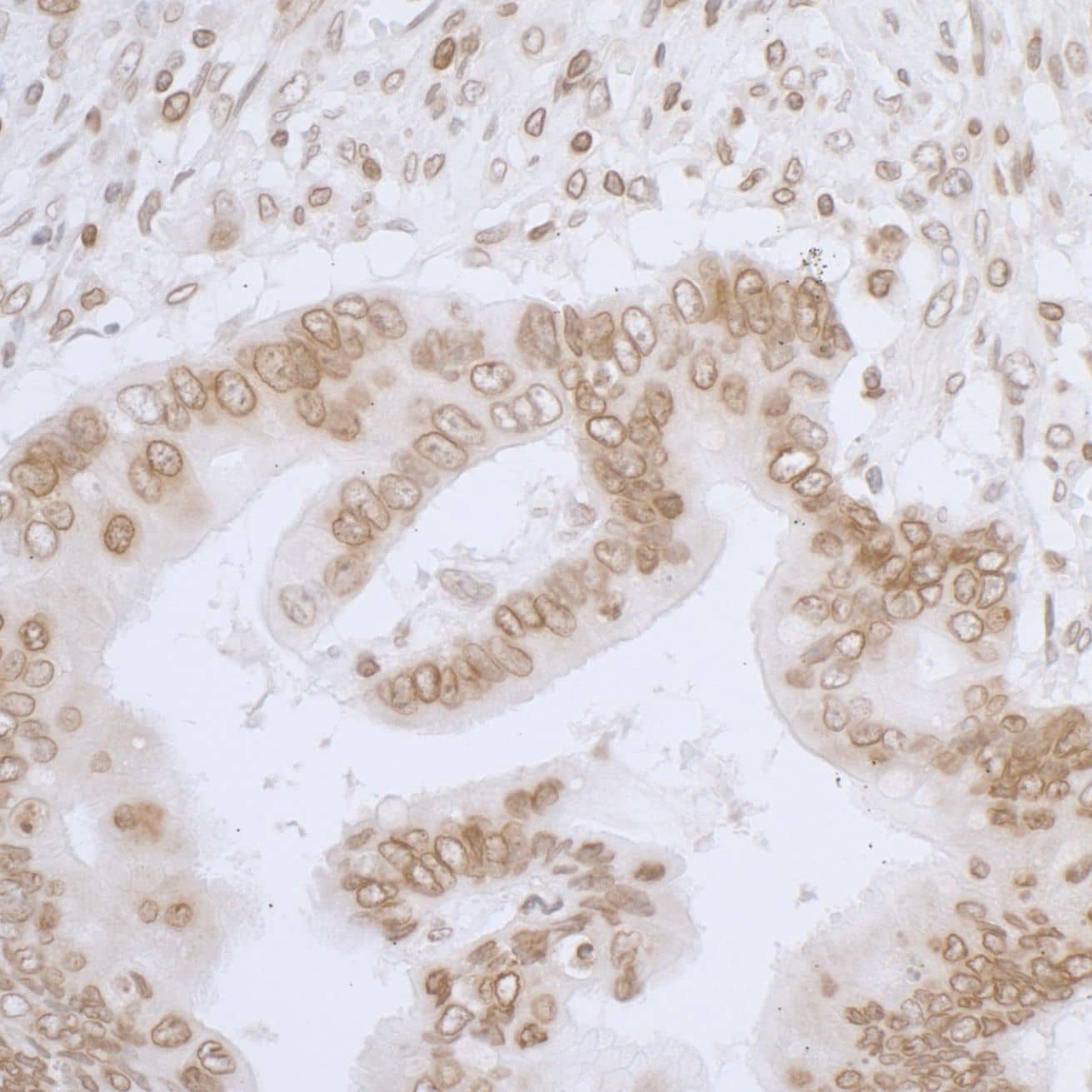 Thymopoietin/LAP2 Antibody