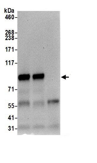 TRMT1L Antibody