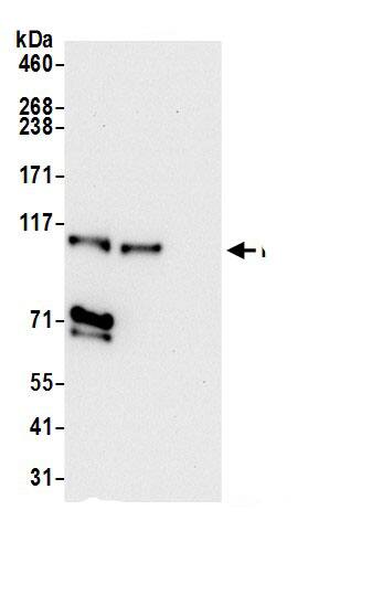 NCKAP1 Antibody