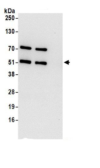 DDI2 Antibody