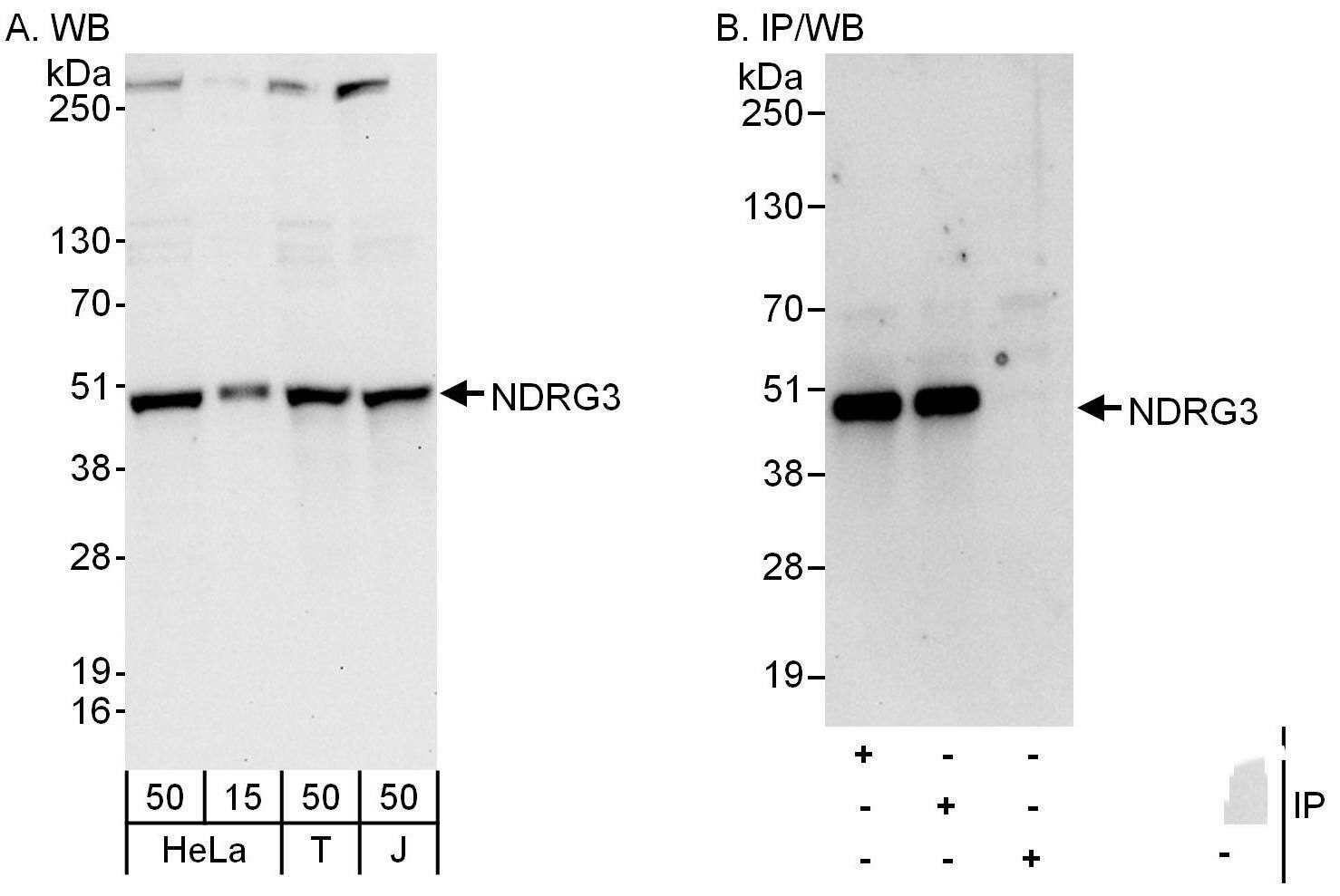 NDRG3 Antibody