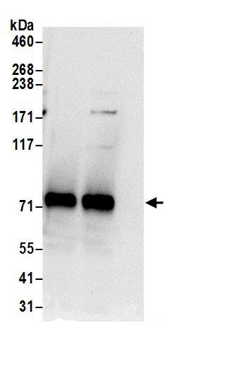 GTP-binding protein 1 Antibody