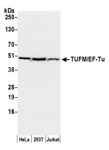 TUFM Antibody