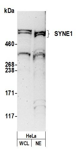 SYNE1 Antibody