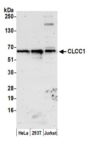 CLCC1 Antibody