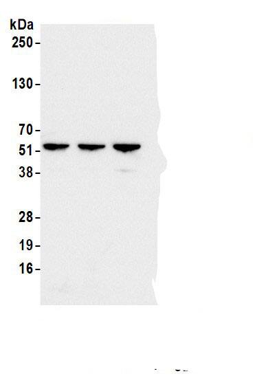 ATP5A Antibody