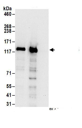 Exportin-5 Antibody