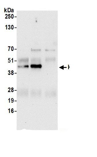 Cyclophilin 40 Antibody