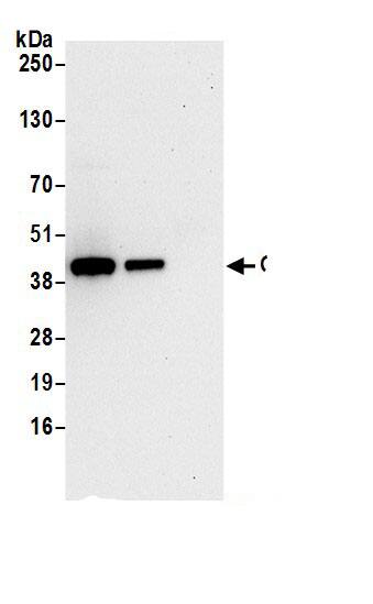 GMDS Antibody