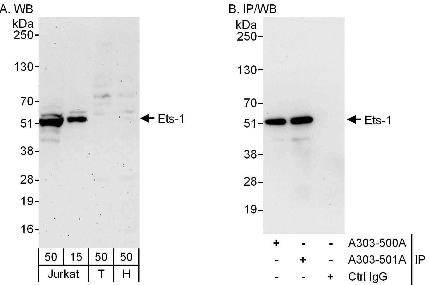 Ets-1 Antibody