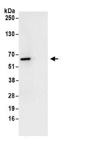 RRP9 Antibody