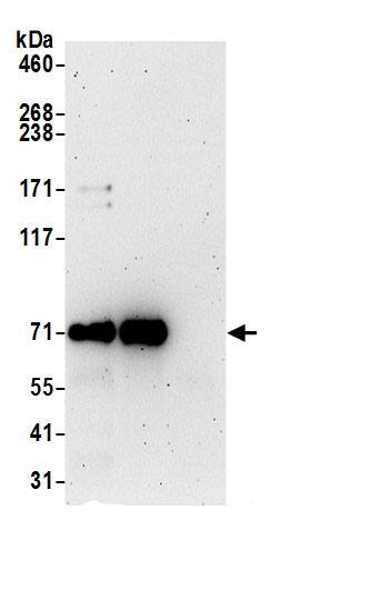 UBQLN4/CIP75 Antibody