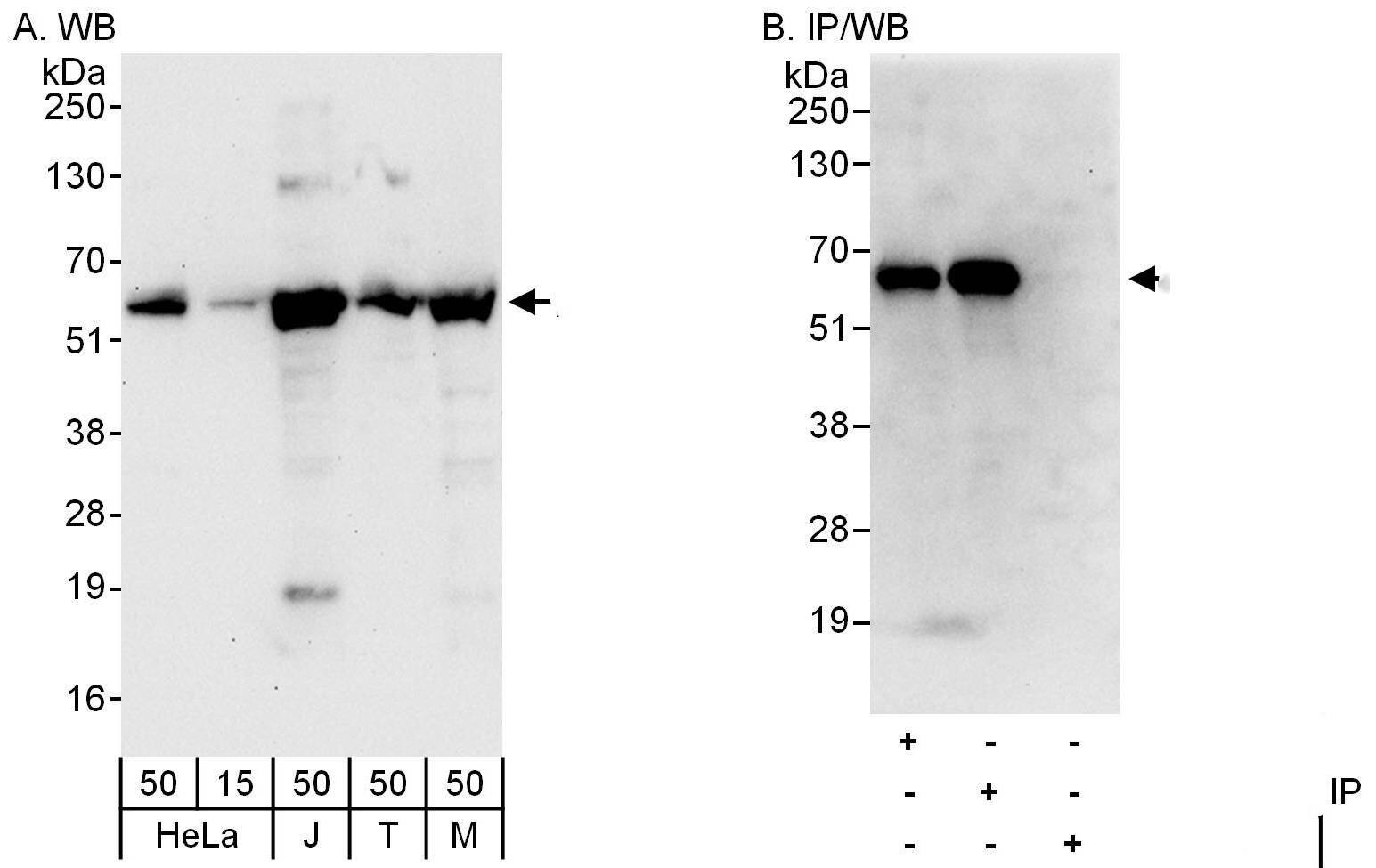 Atlastin-3 Antibody