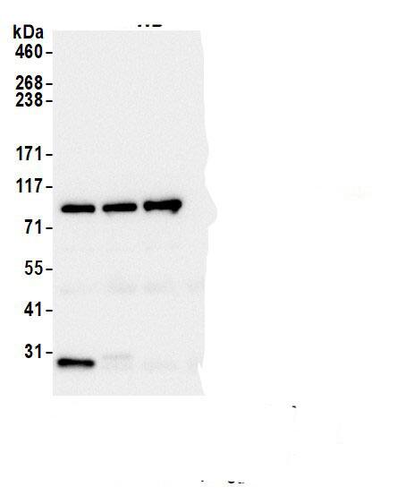 Beta 2 Adaptin Antibody