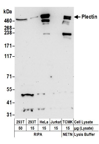 Plectin Antibody