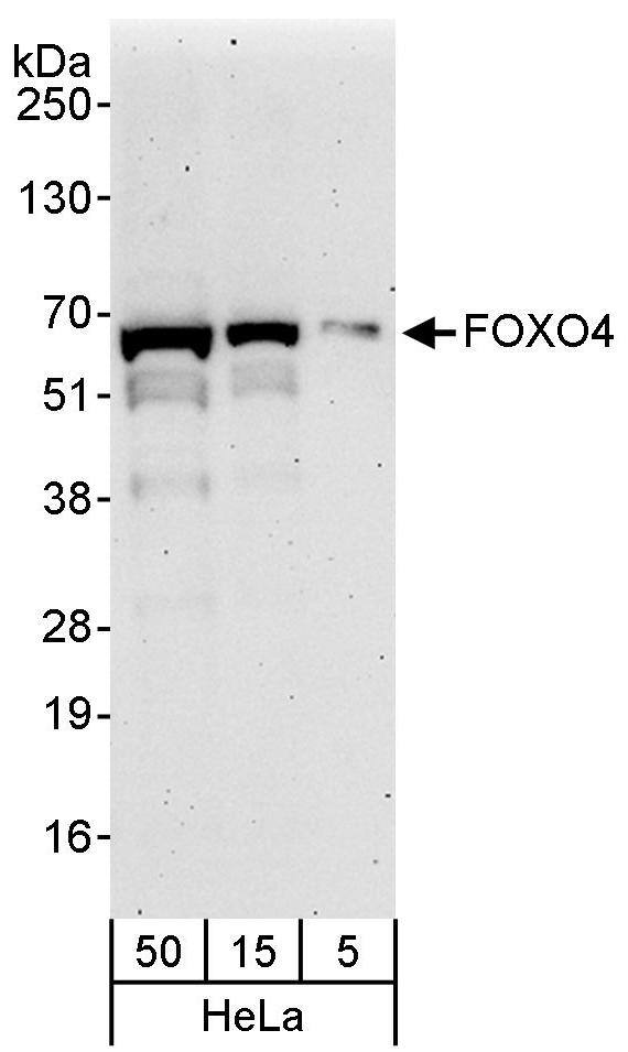 FOXO4 Antibody