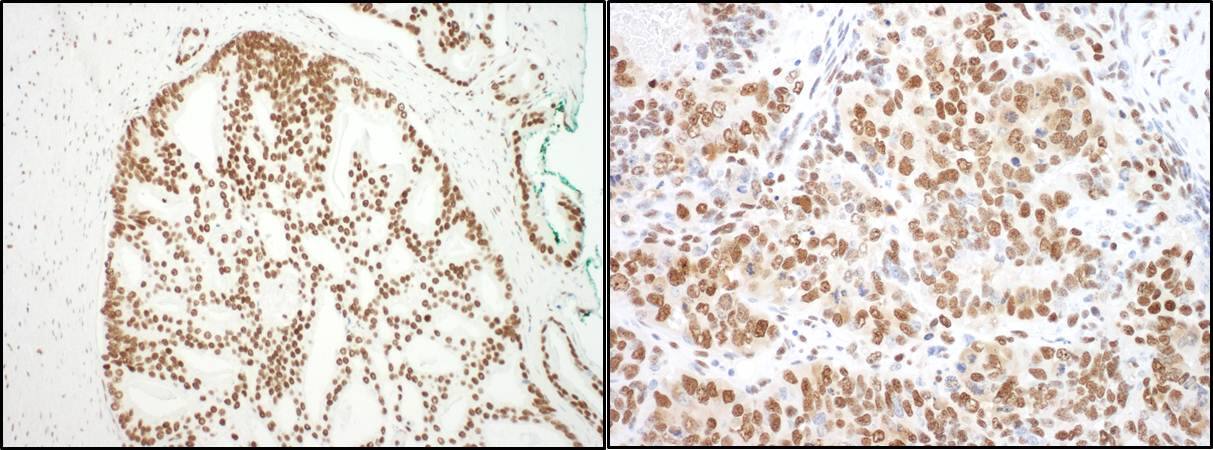 SAP130 Antibody