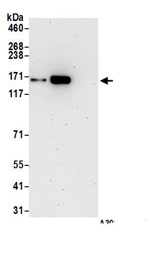 SMC1 Antibody
