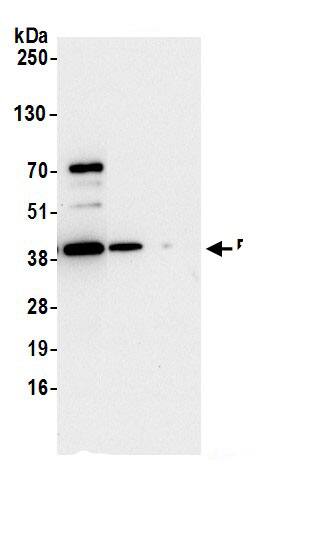 RPSA Antibody