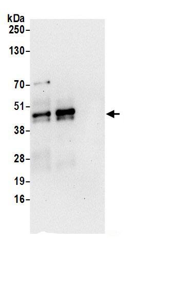 SCL/Tal1 Antibody