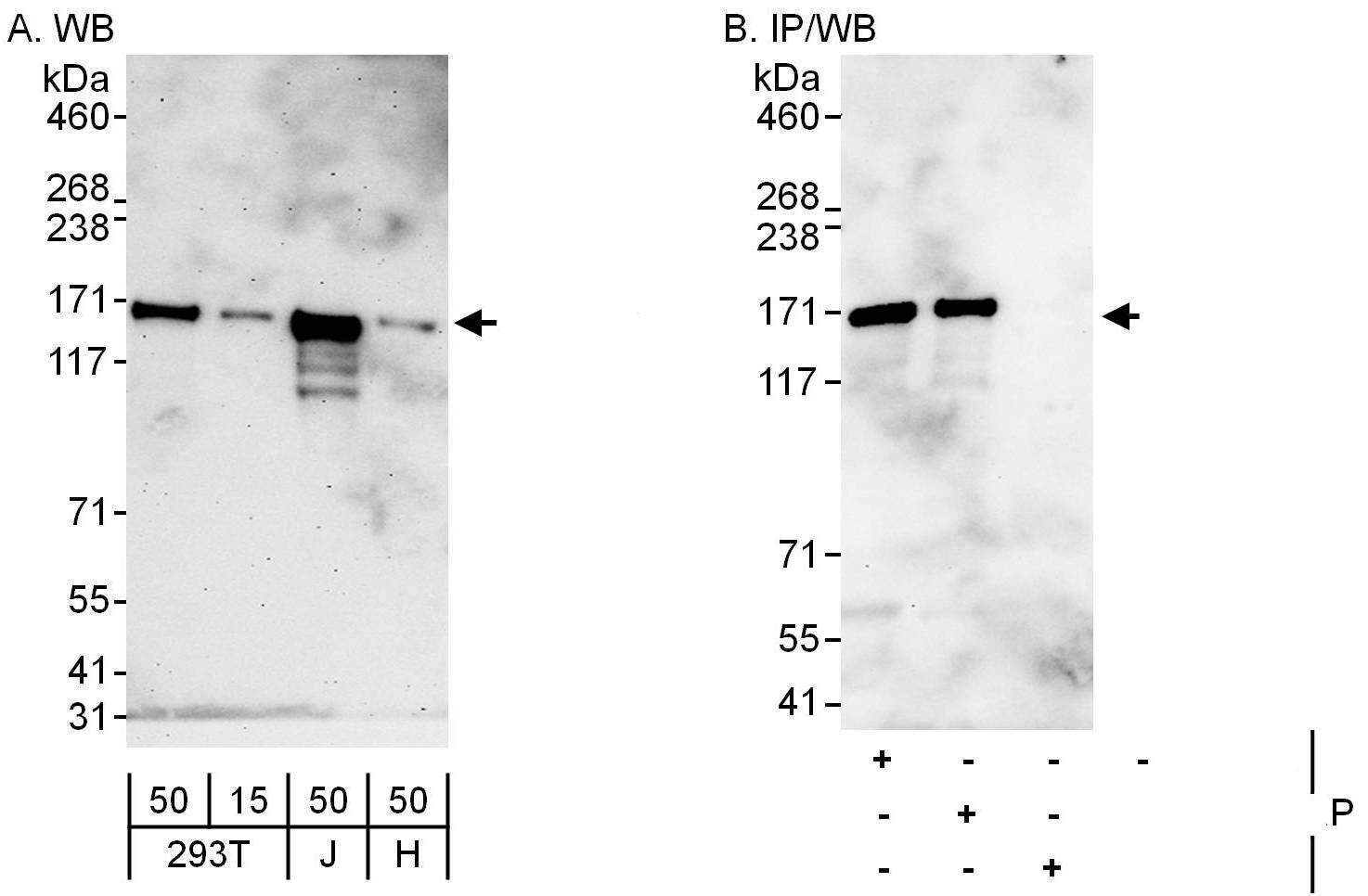 Cingulin Antibody