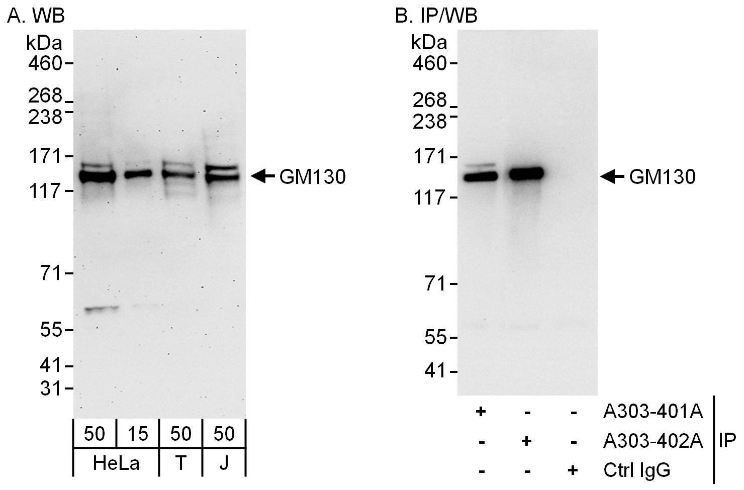 GM130/GOLGA2 Antibody