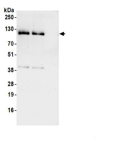 Rad21 Antibody