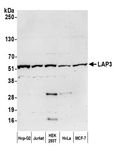 LAP3 Antibody