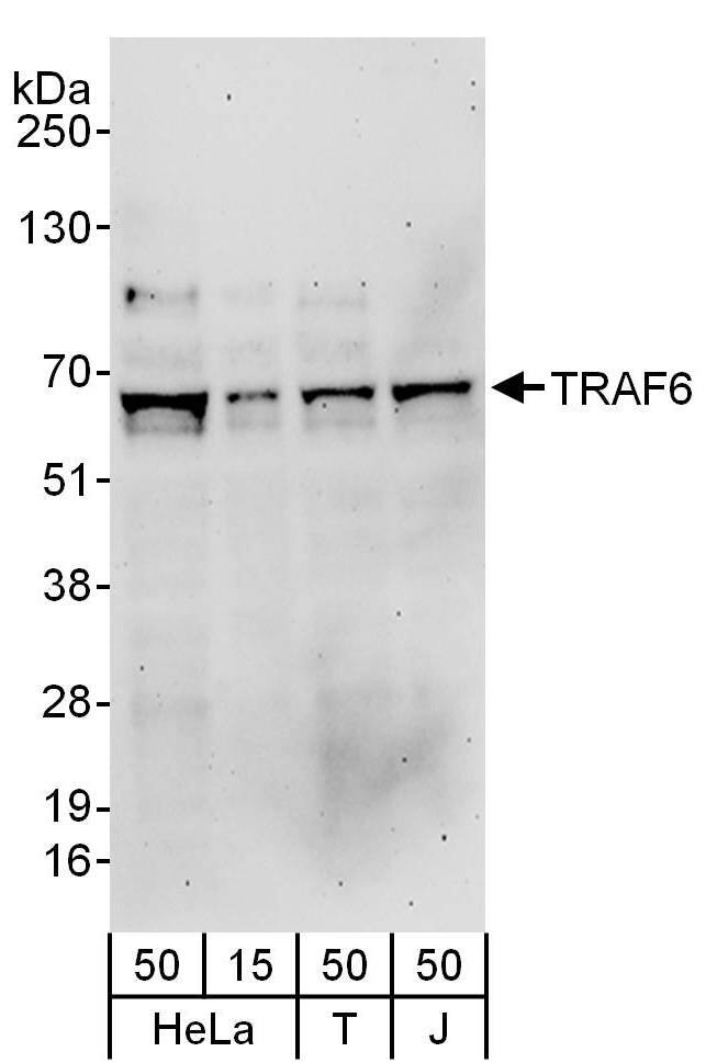 TRAF-6 Antibody