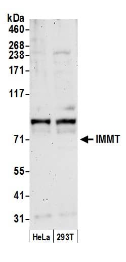 Mitofilin Antibody