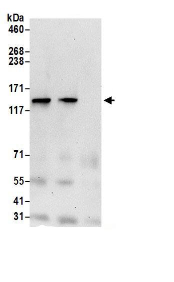 LRPPRC Antibody