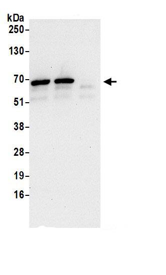 MFAP1 Antibody