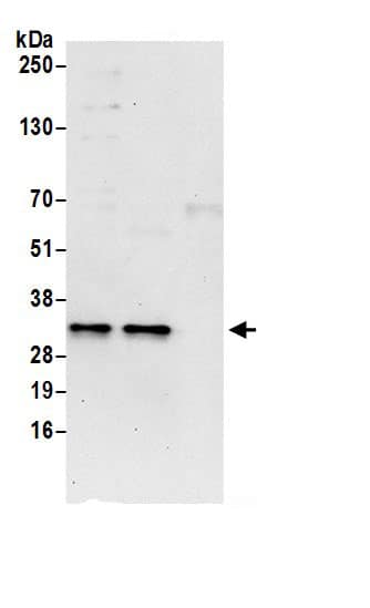 MLF2 Antibody