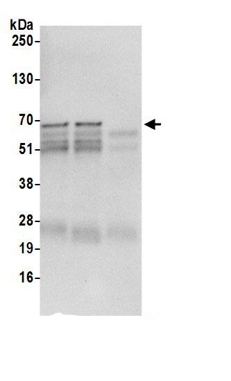 STAM2 Antibody