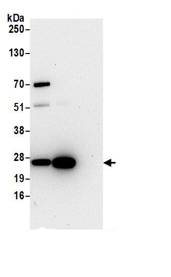 HPRT Antibody