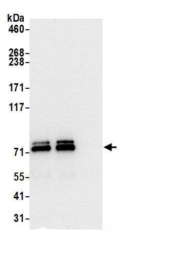 Themis Antibody