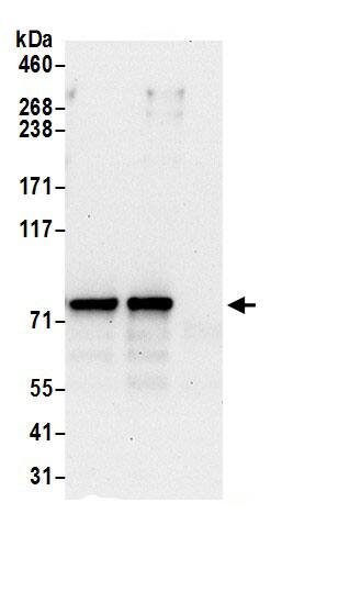 SF4 Antibody