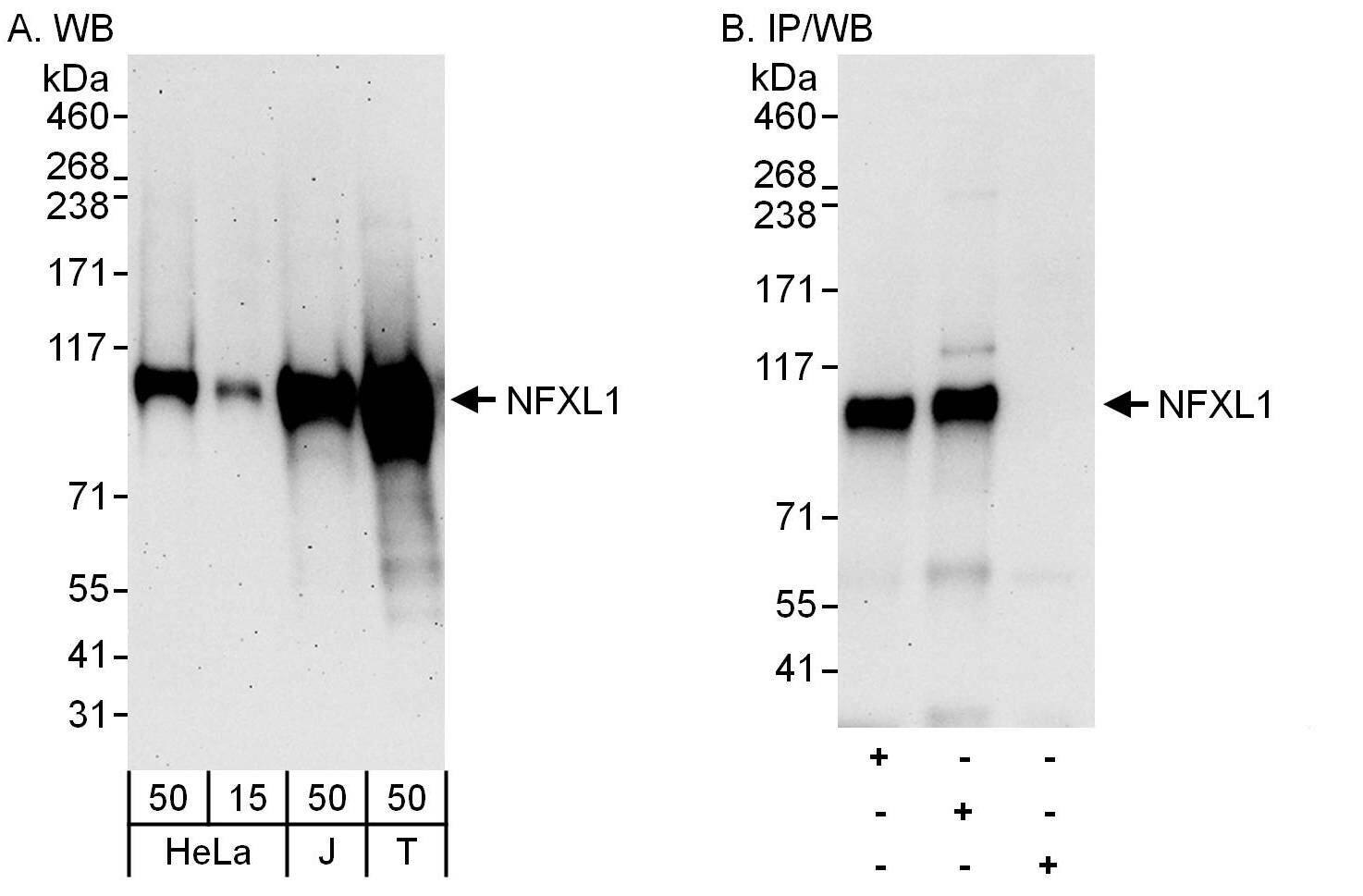 NFXL1 Antibody