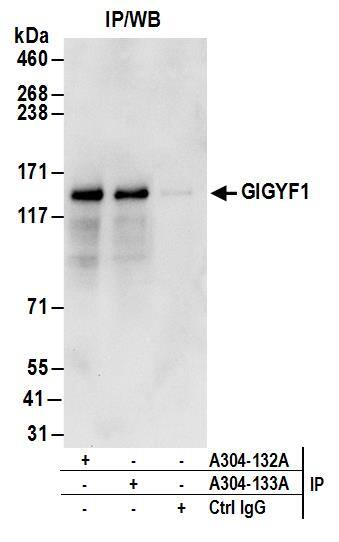 GIGYF1 Antibody