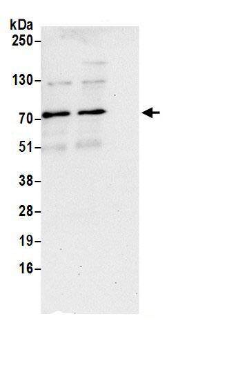 NSRP1 Antibody