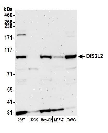 DIS3L2 Antibody