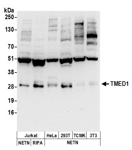 TMED1 Antibody