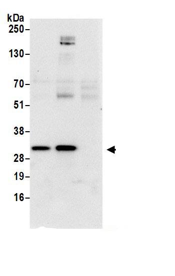 Ribosome maturation protein SBDS Antibody