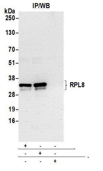 RPL8 Antibody