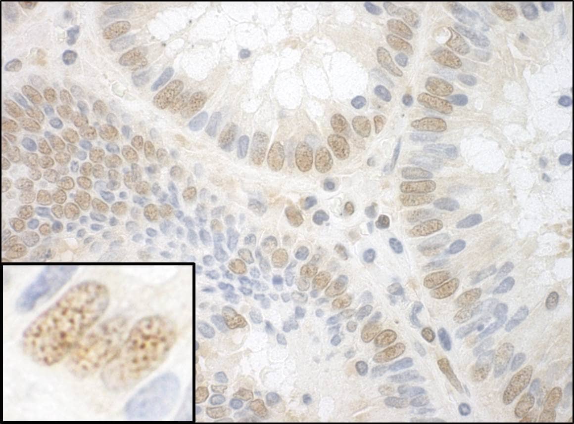 NPAT Antibody