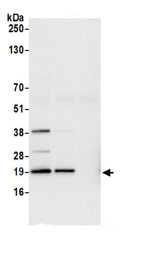 RPL27A Antibody