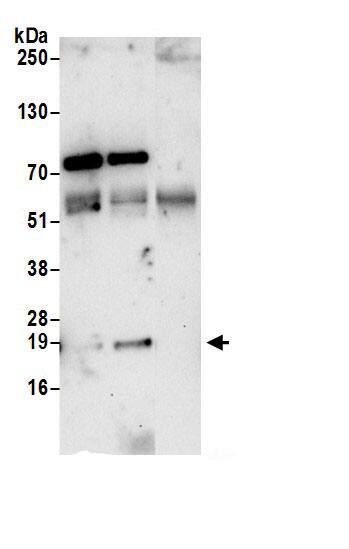 ARPC3 Antibody