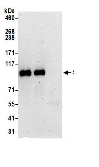 STIM2 Antibody