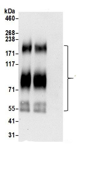 NHE6/SLC9A6 Antibody