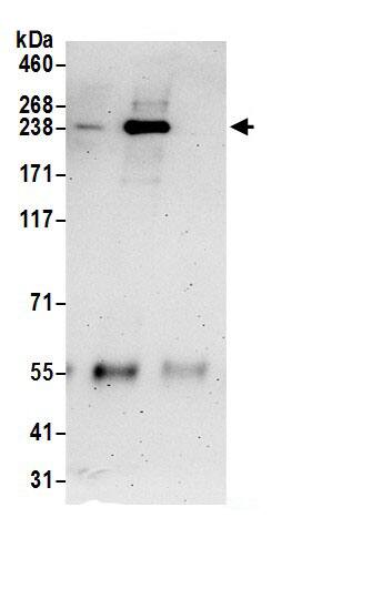 Dock5 Antibody